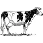 Desenho vetorial de vaca Holstein
