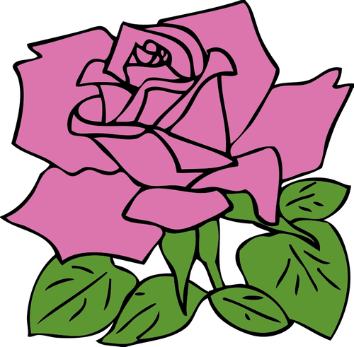 Pink rose vector drawing