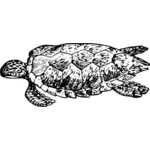 Vektorgrafik med sköldpadda