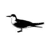 Sooty Tern Vector Drawing