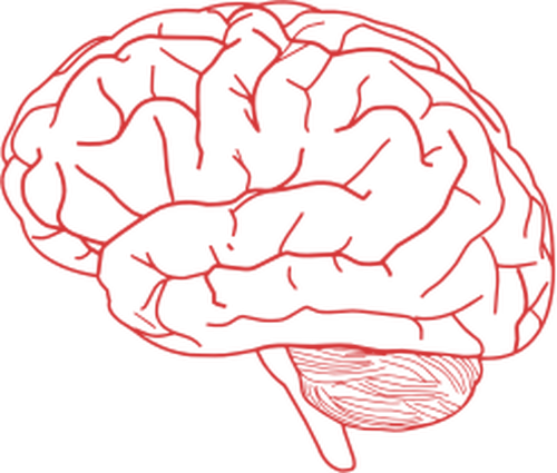Vector afbeelding van zijaanzicht van het menselijk brein in roze