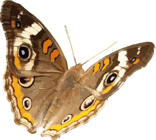 Buckeye kupu-kupu vektor gambar