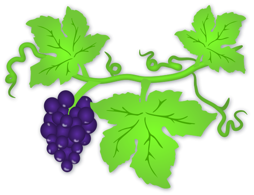 Ilustração em vetor de uvas maduras