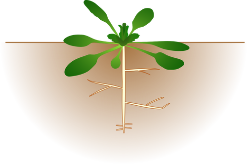 Vector de la imagen de arabidopsis thaliana