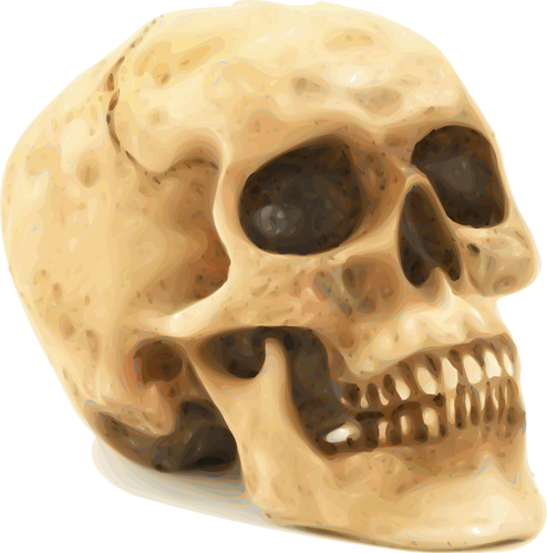 Photorealistic human skull vector illustration