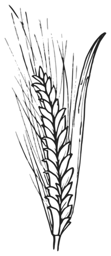 Imagen de vector flor rastreros