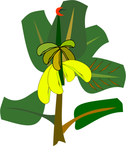 Bananeira com ilustração vetorial de frutos maduros