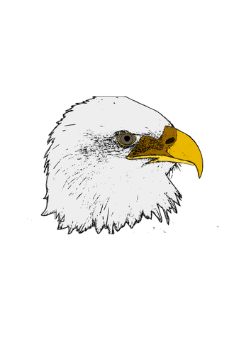 Eagle vector umění