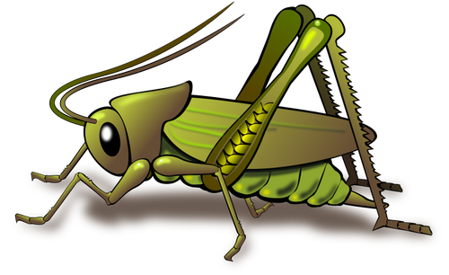 Gröna cricket