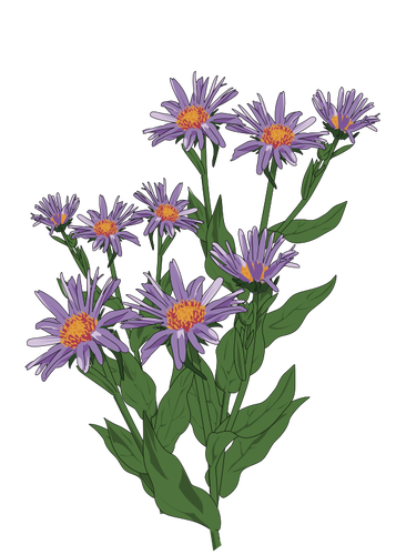 Aster of Pyrenees illustration