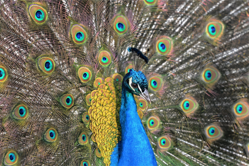 Tekening van peacock met een enorme staart verspreid achter het
