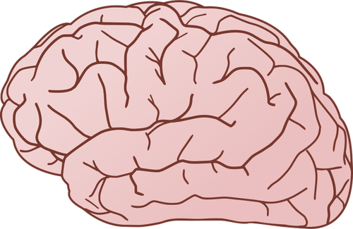 Menschliche Gehirn