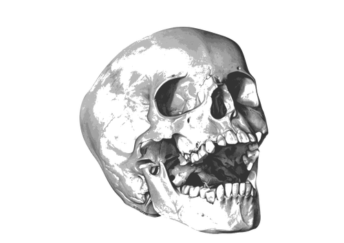 Enorme imagen de cráneo