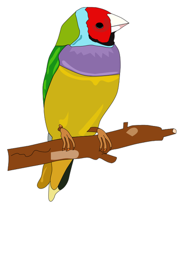 Barevný pták