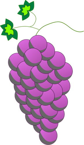 Kolorowy winogron