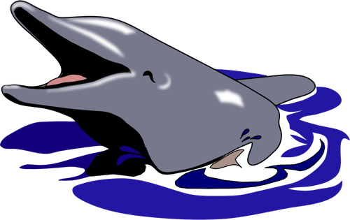 Delfiini hymyilee