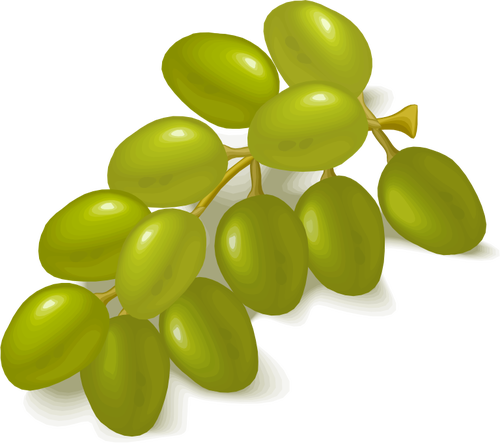 Imagem vetorial de uvas verdes