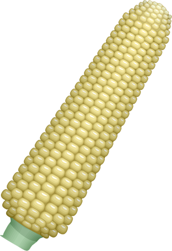 玉米芯