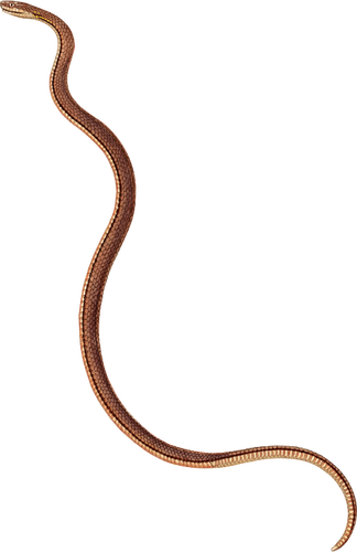 Serpent brun mince