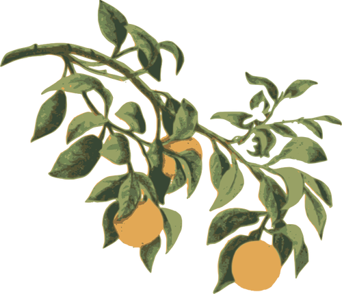 Naranjas en una rama