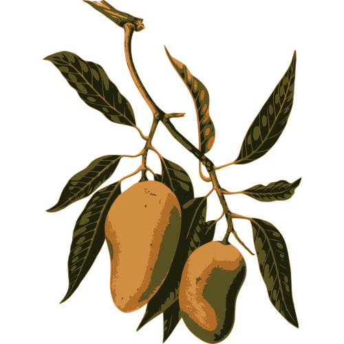 Branche de fruit de mangue