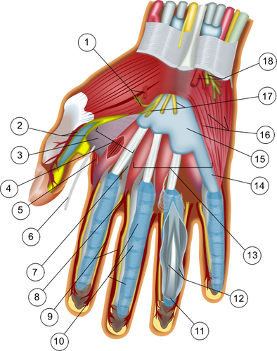 Anatomia da mão