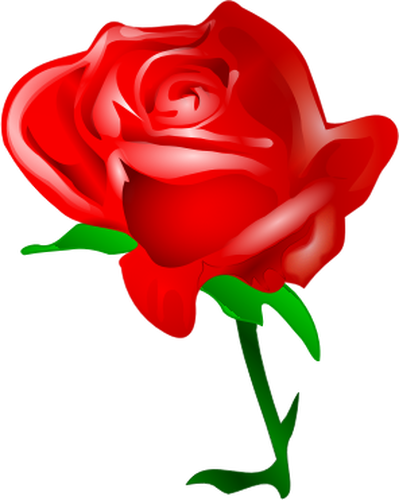 Trandafir înflorit rosu