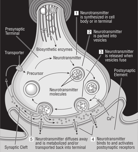 Vektorový diagram synapse