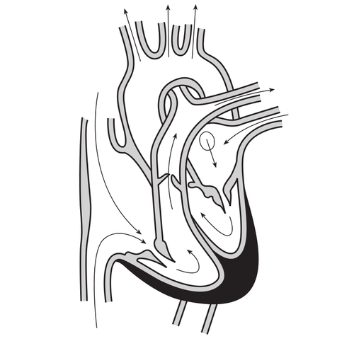 Vektorový obrázek srdce a průběh průtoku krve přes srdeční komory.