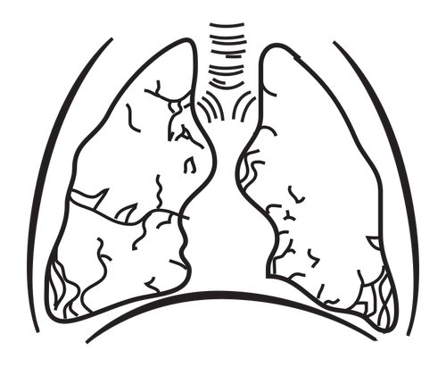 인간의 폐 벡터 이미지