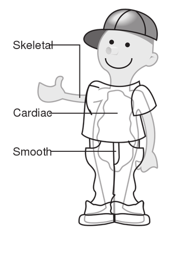 Vektor diagram dari tiga jenis otot