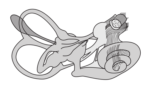 Ilustración vectorial del sistema vestibular del oído