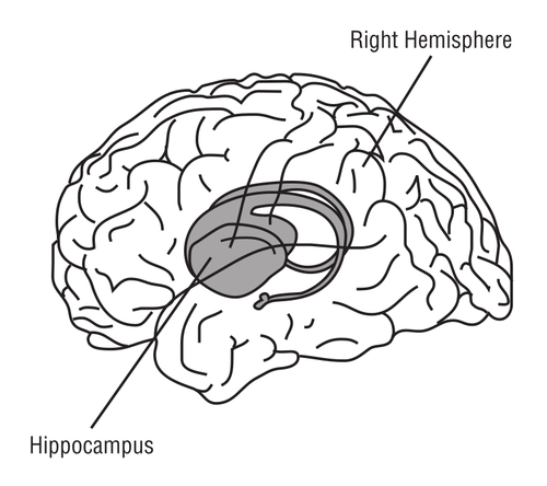 Hjernen vector illustrasjon