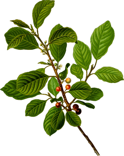 Frangula Alnus, Rhamnaceae olše