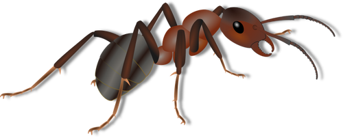 Ant drawing