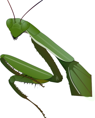 Imagen de la mantis religiosa