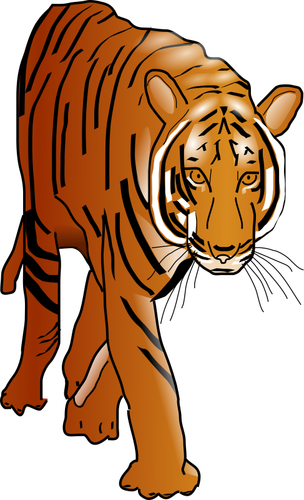 Tiger villkatt