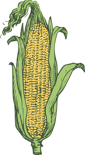 Початок кукурузы векторное изображение в цвете