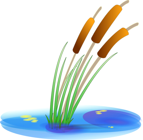 Ilustración vectorial de reed