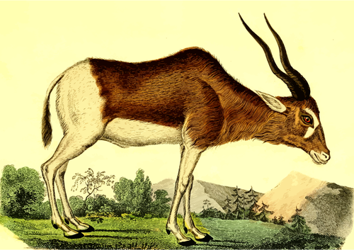 Antilope in foresta
