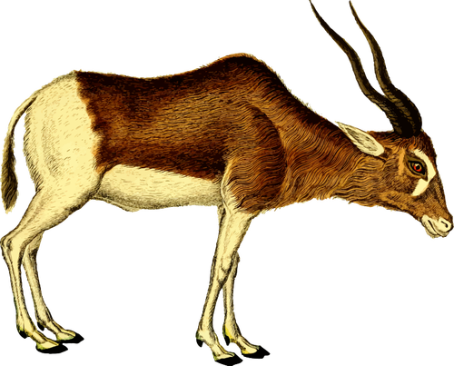 Antelope vektor ilustrasi