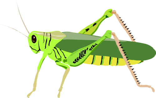 Groene bug