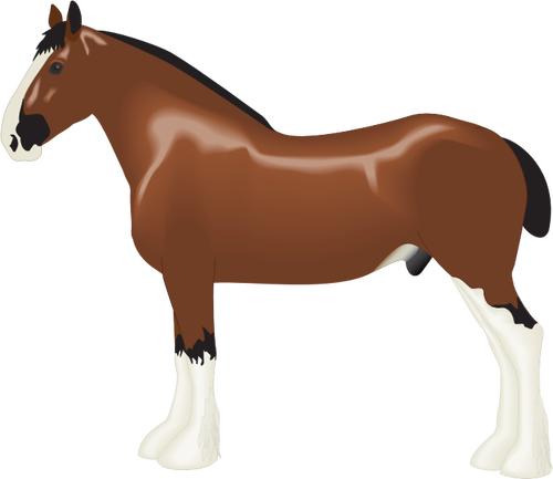 Clydesdale koně