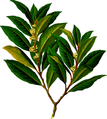 Evergreen plante