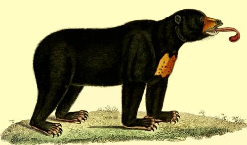 Vector ilustración del oso