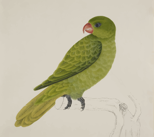 Vogel met groene veren op een boom tak vector tekening