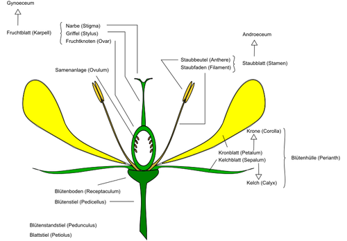 Diagrama de imagem vetorial de flor