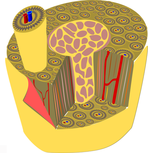 인간의 뼈 벡터 그래픽의 현미경 해부학