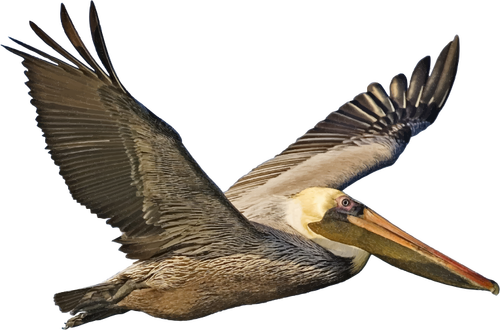Bruine pelikaan In vlucht