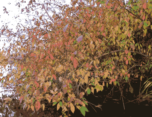 Bush en automne illustration vectorielle